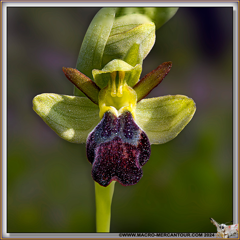Ophrys Brun